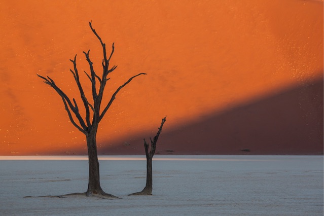 Namibia trees